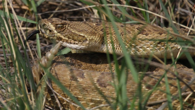 Alberta Prairie Rattlesnake
